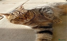 British Shorthair cats for sale: Lovely British short-hair girl  - Image 5