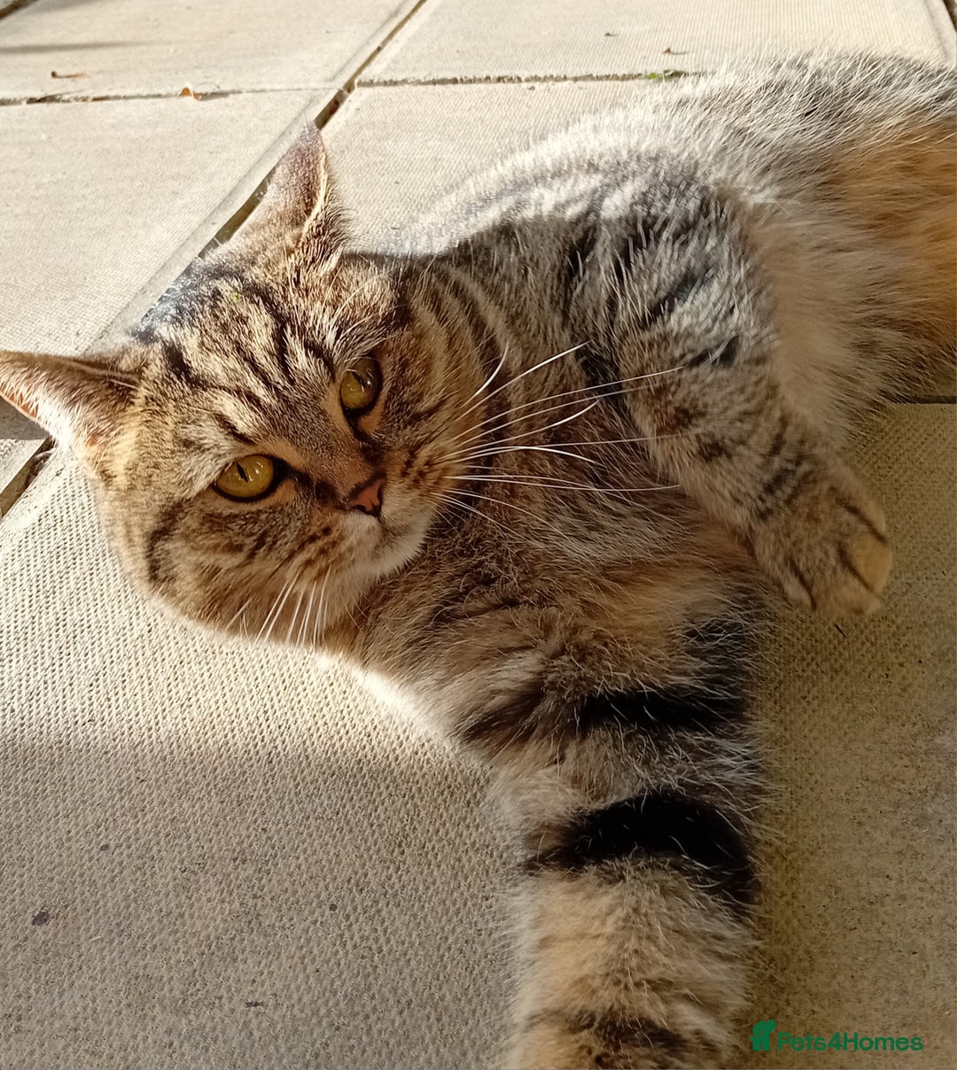 British Shorthair cats for sale: Lovely British short-hair girl  - Image 5