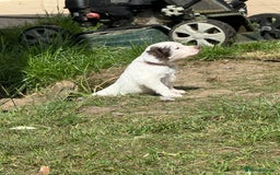 English Springer Spaniel dogs for sale: FTAW Bred Puppies from excellent lines - Image 16