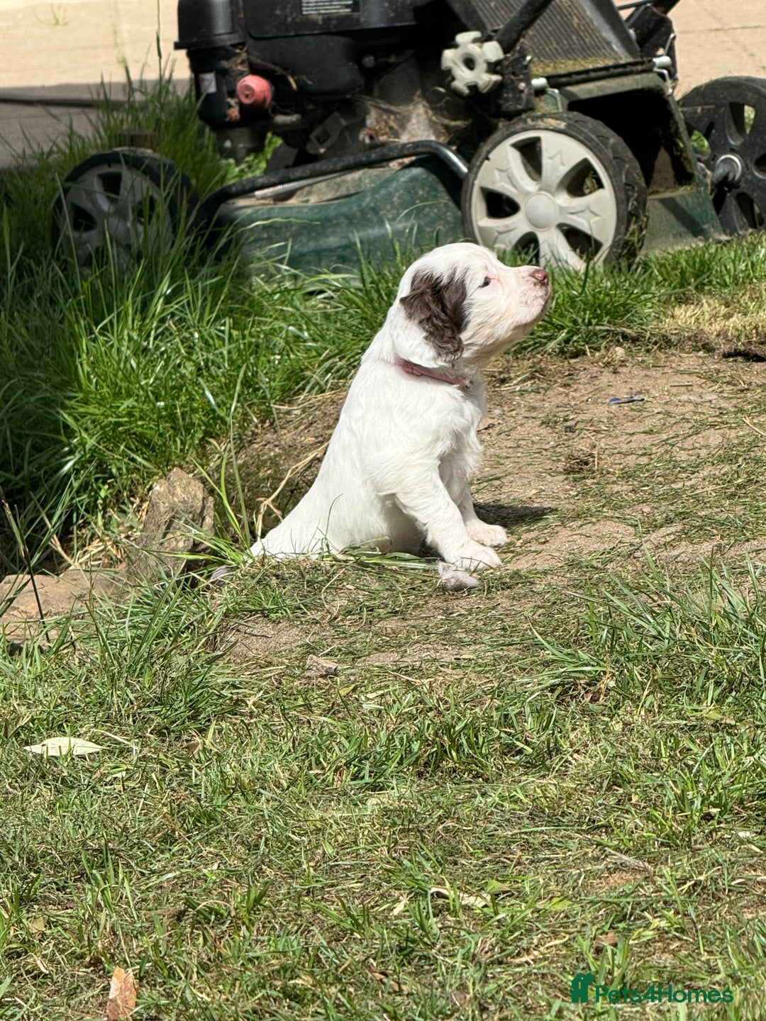 English Springer Spaniel dogs for sale: FTAW Bred Puppies from excellent lines - Image 16