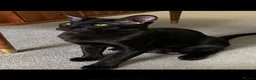 Oriental cats for sale: Stunning 9m Black GCCF Reg Oriental Boy - Advert 2