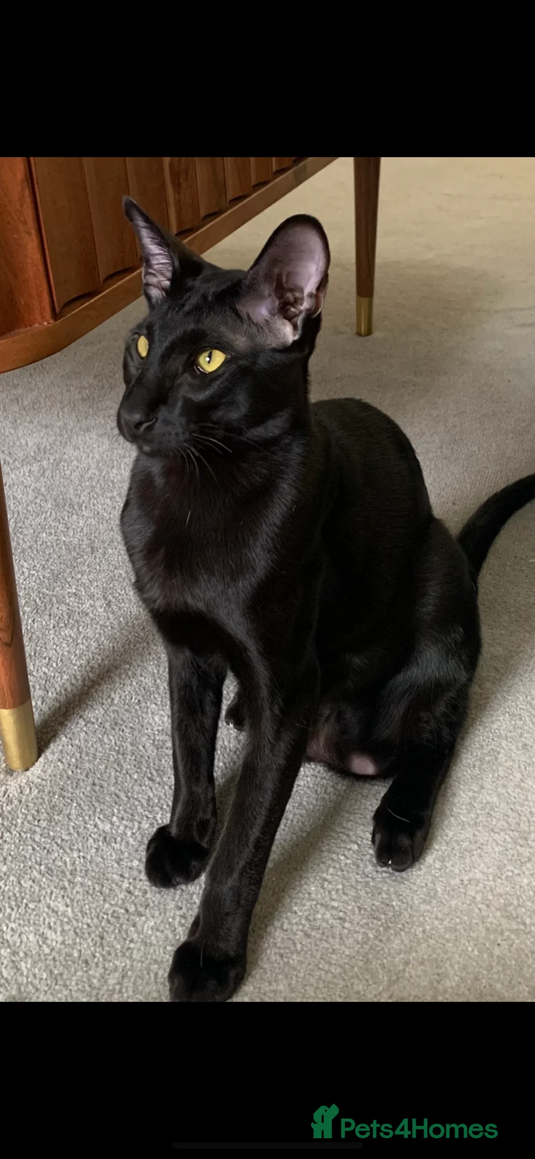 Oriental cats for sale: Stunning 9m Black GCCF Reg Oriental Boy - Advert 2