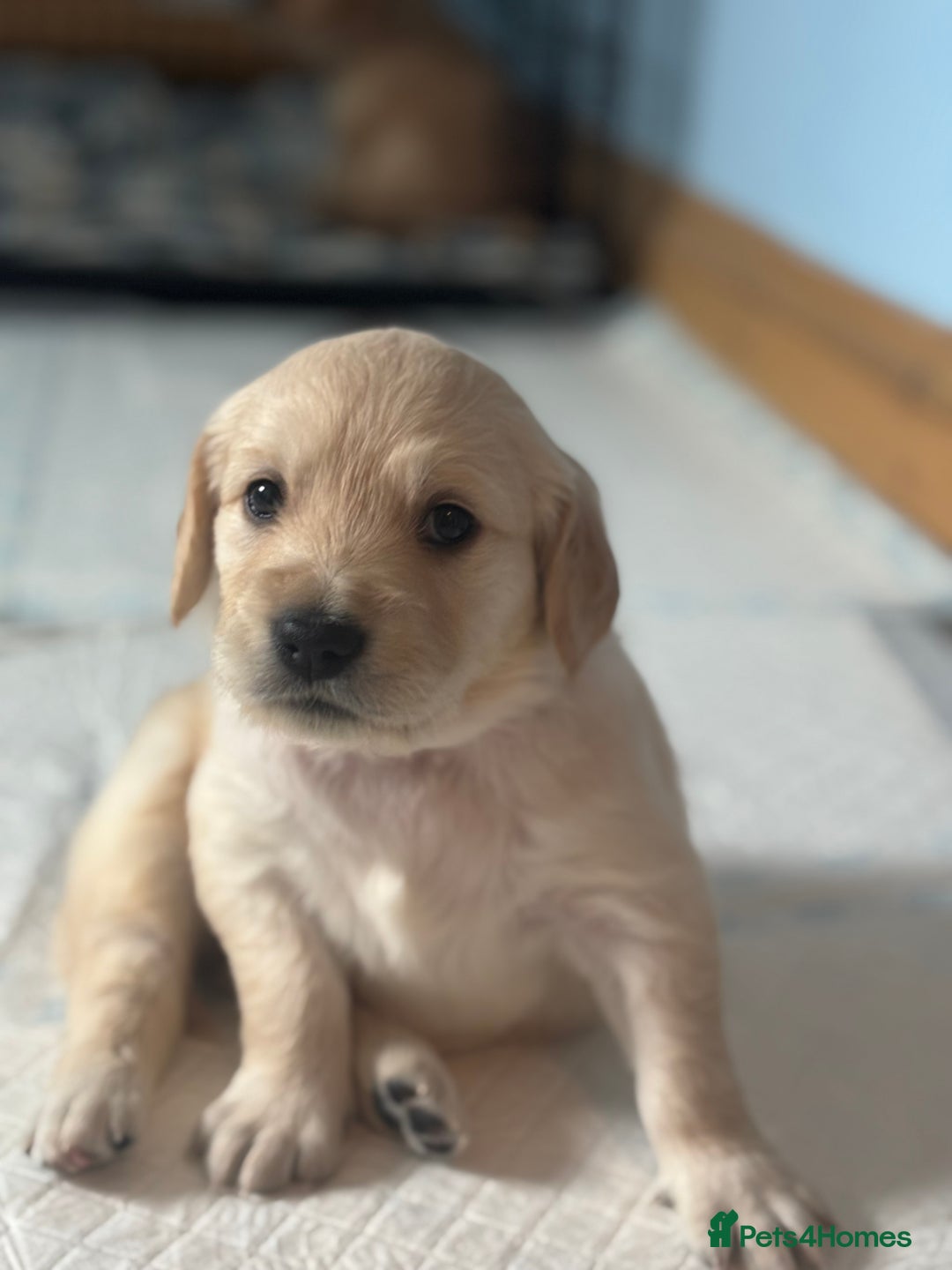 Golden Retriever dogs for sale: Gorgeous Golden Retriever Puppies - Image 21