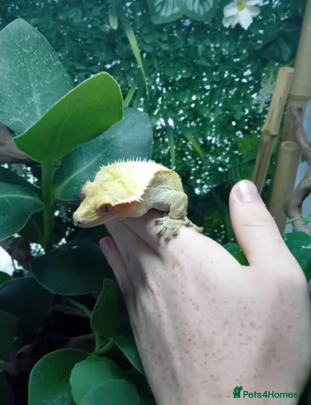 Gecko reptiles for sale: Lovely crested gecko  - Advert 4