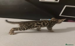 Bengal cats for sale: Cute bengal kittens for sale  - Image 12