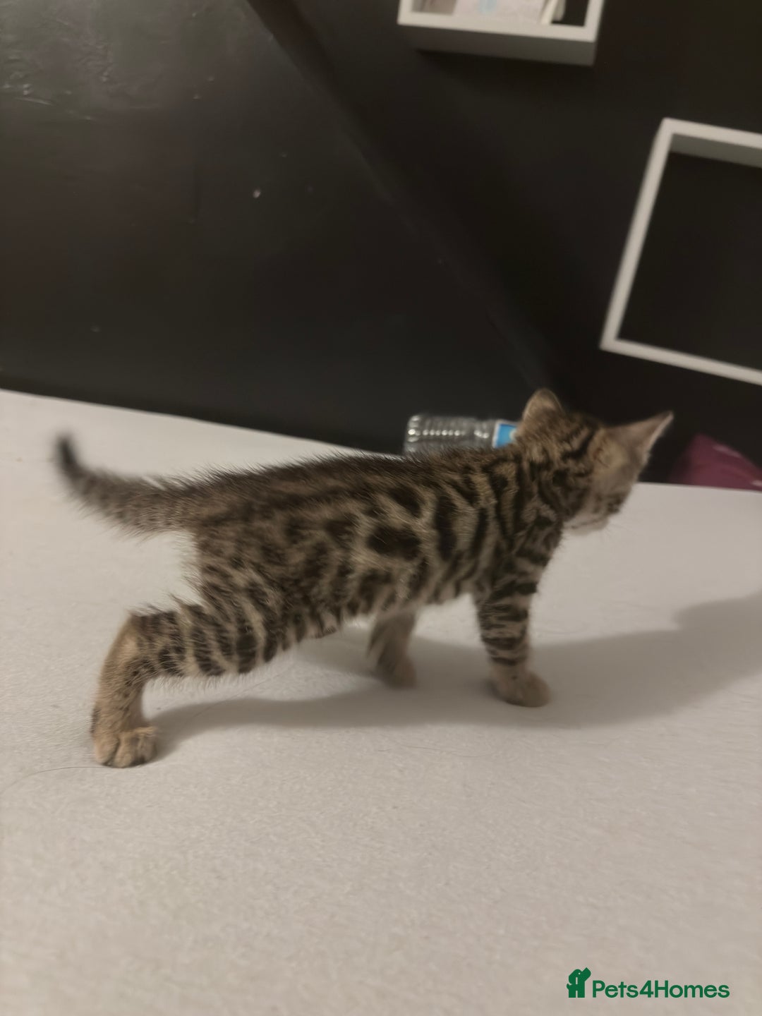 Bengal cats for sale: Cute bengal kittens for sale  - Image 12