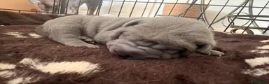 Shar Pei 1