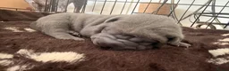 Shar Pei dogs for sale: Two beautiful Blue Shar Pei puppies (Male) - Advert 11
