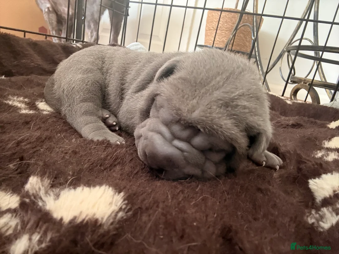 Shar Pei dogs for sale: Two beautiful Blue Shar Pei puppies (Male) - Advert 11