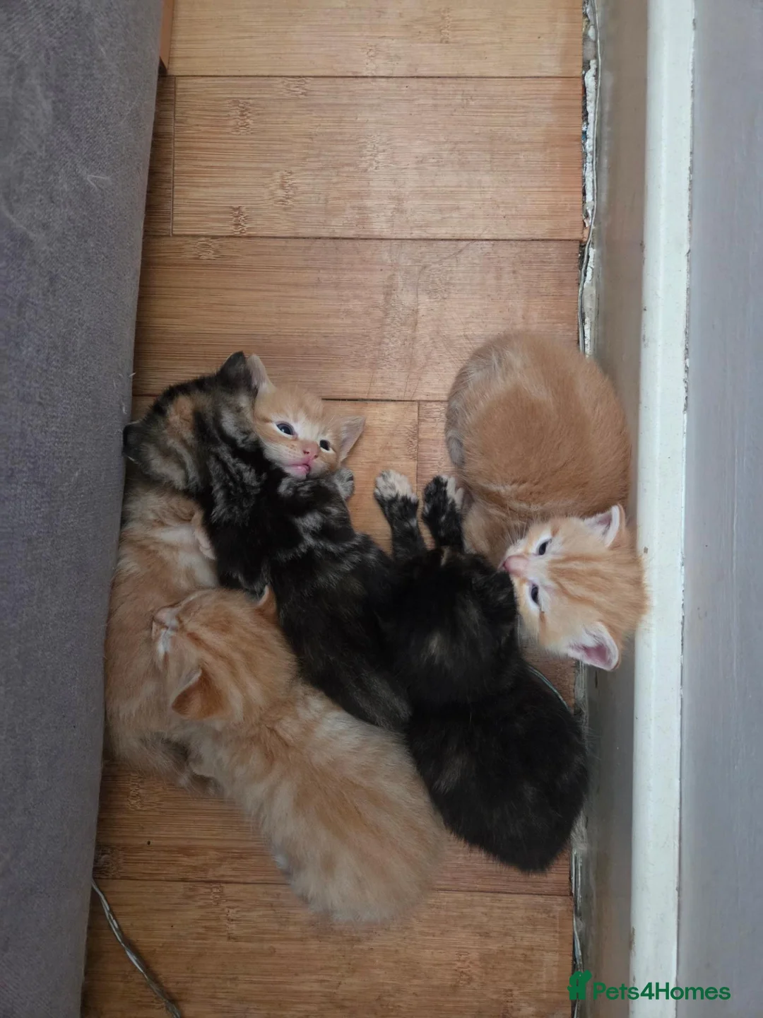 Mixed Breed cats for sale: Very loving Kittens  - Advert 12