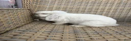Mini Lop rabbits for sale: 1 Lovely handsome mini lop buck and adult. - Advert 3