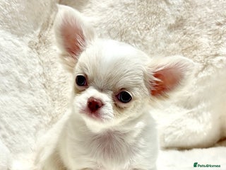 Chihuahua dogs QUALITY LONG COAT KC CHIHUAHUA PUPPIES - Advert 3