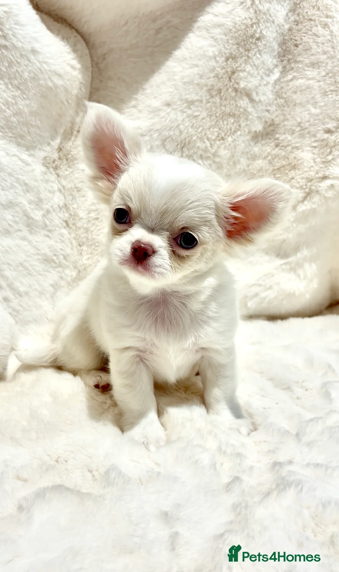 Chihuahua dogs for sale: (RESERVED)KC CHIHUAHUA PUPPIES  - Advert 1