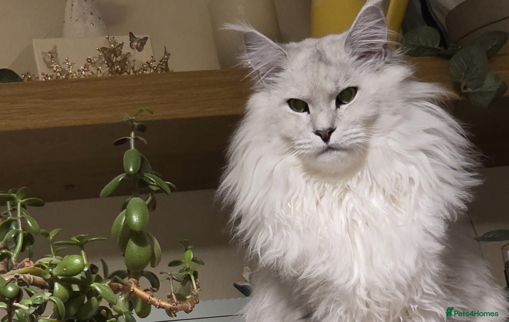 Maine Coon cats  RARELY LION KING - Advert 12