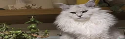 Maine Coon cats for sale:  RARELY LION KING - Advert 9