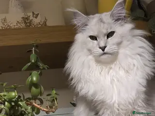 Maine Coon cats RARELY LION KING - Advert 12