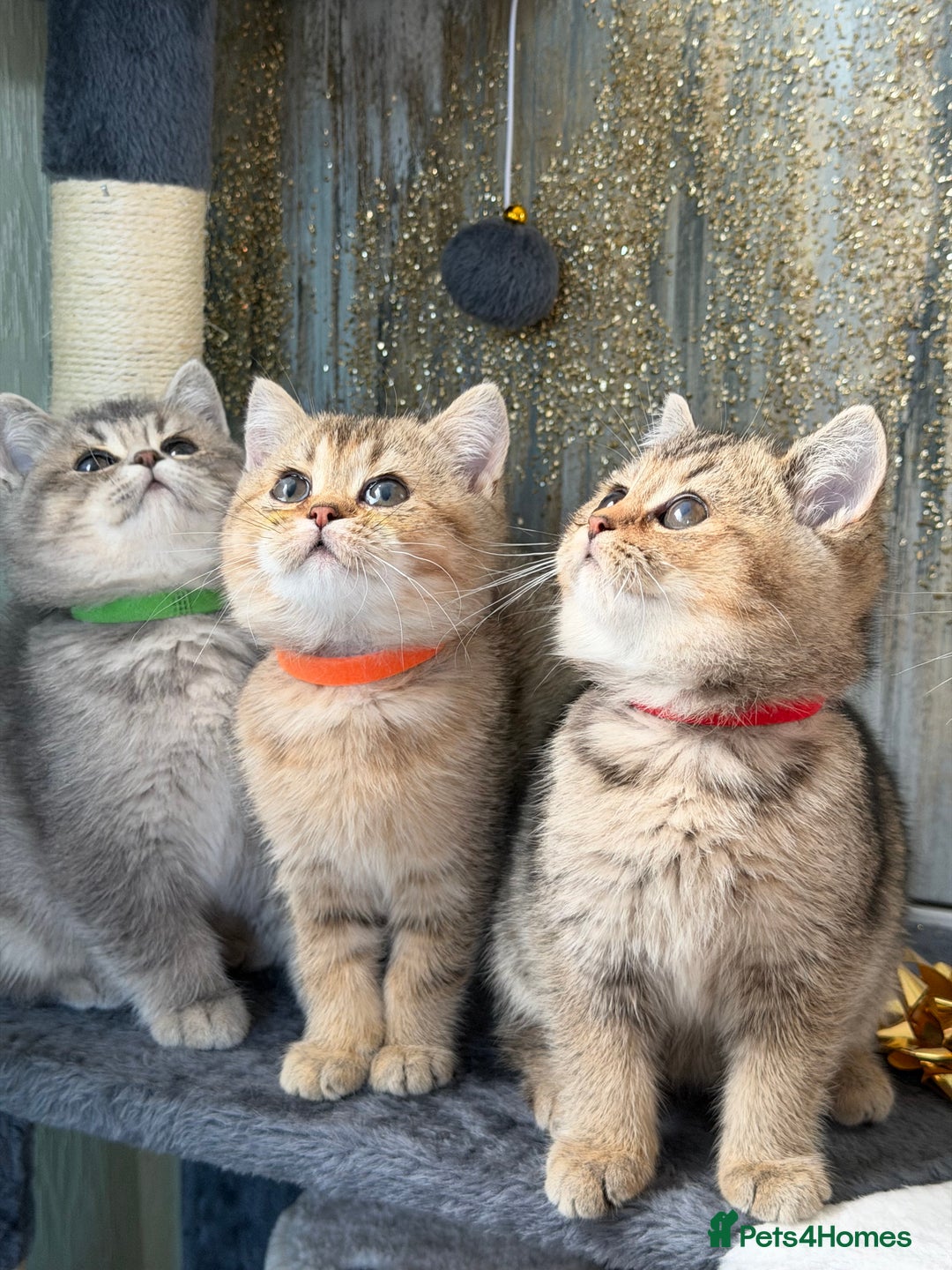 British Shorthair cats for sale: British shorthair Golden kittens TICA - Advert 3