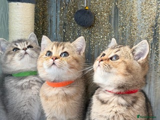 British Shorthair cats British shorthair Golden kittens TICA - Advert 5