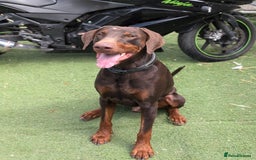 Dobermann dogs for sale: Doberman male available  - Image 3