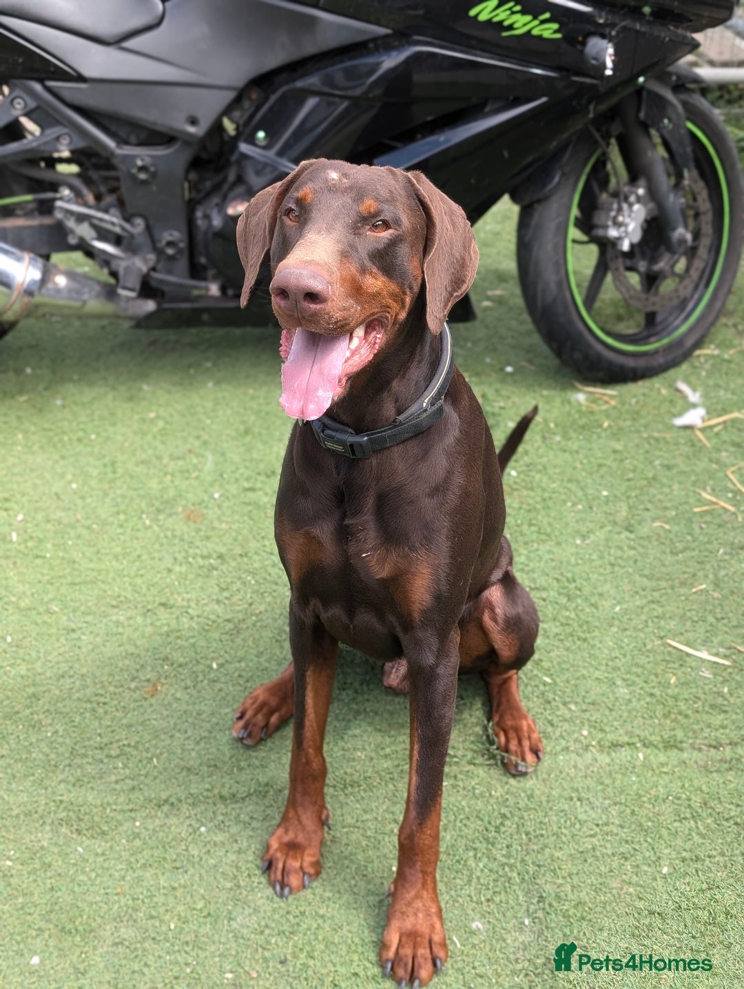 Dobermann dogs for sale: Doberman male available  - Image 3