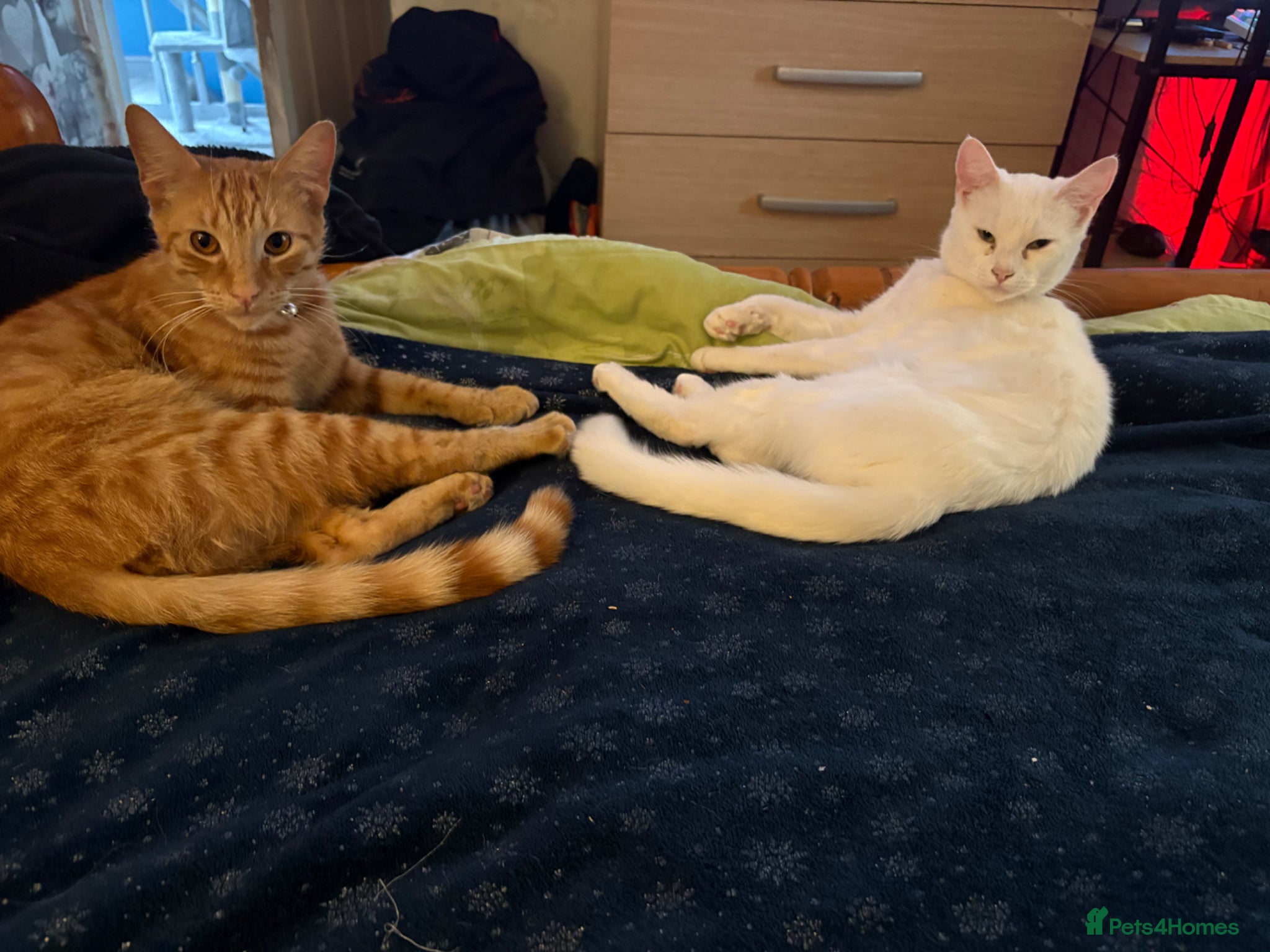 Mixed Breed cats Brother and sister  - Advert 5