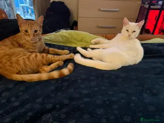 Mixed Breed cats Brother and sister - Advert 2