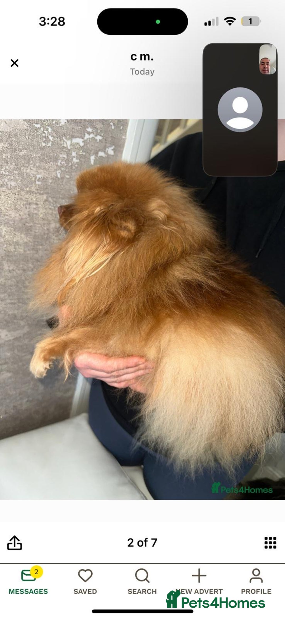 Pomeranian dogs for sale: Mini Pomeranians - Image 19
