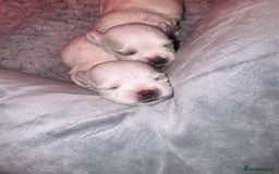 Maltese dogs for sale: Maltese For Sale  - Advert 2