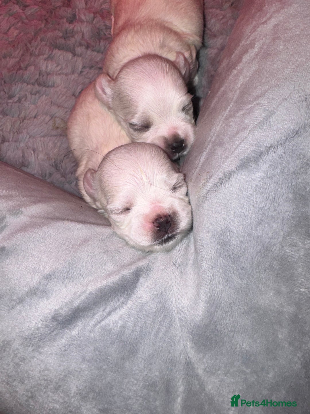 Maltese dogs for sale: Maltese For Sale  - Advert 2