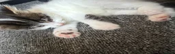 British Longhair cats for sale: british long hair kittens  in Hayling Island - Advert 2