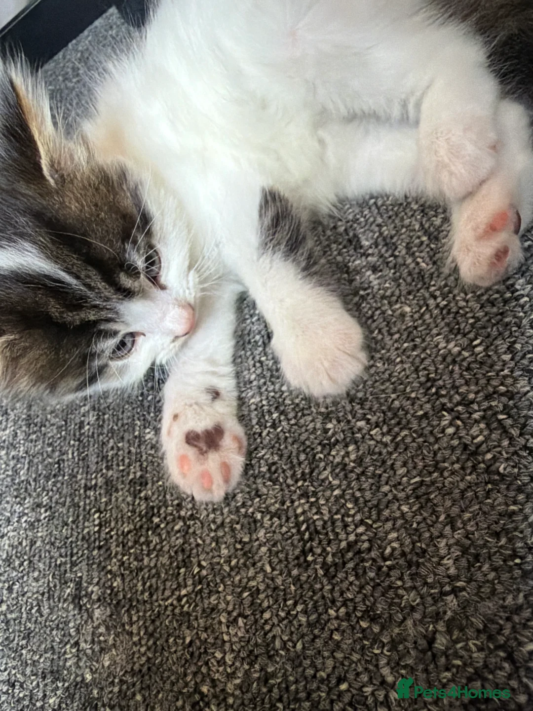 British Longhair cats for sale: british long hair kittens  in Hayling Island - Advert 2