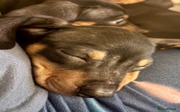 Miniature Dachshund dogs for sale: Gorgeous mini dachshunds ready to leave now - Image 2