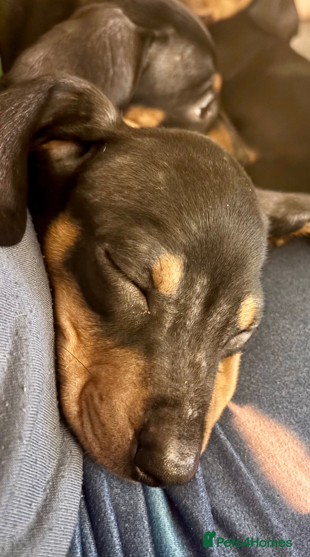 Miniature Dachshund dogs for sale: Gorgeous mini dachshunds ready to leave now - Image 2