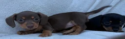 Miniature Dachshund dogs for sale: 3x female miniature dachsunds - Advert 8