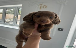 Miniature Dachshund dogs for sale: Stunning long haired miniature dachshund puppies - Image 2
