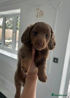 Miniature Dachshund dogs - Advert 12