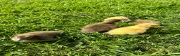 Ducks poultry for sale: *RESERVE* Pure Breed Ducklings! - Advert 4