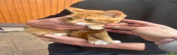 Mixed Breed cats for sale: Male Kitten Looking for Calm, Patient Home - Advert 3