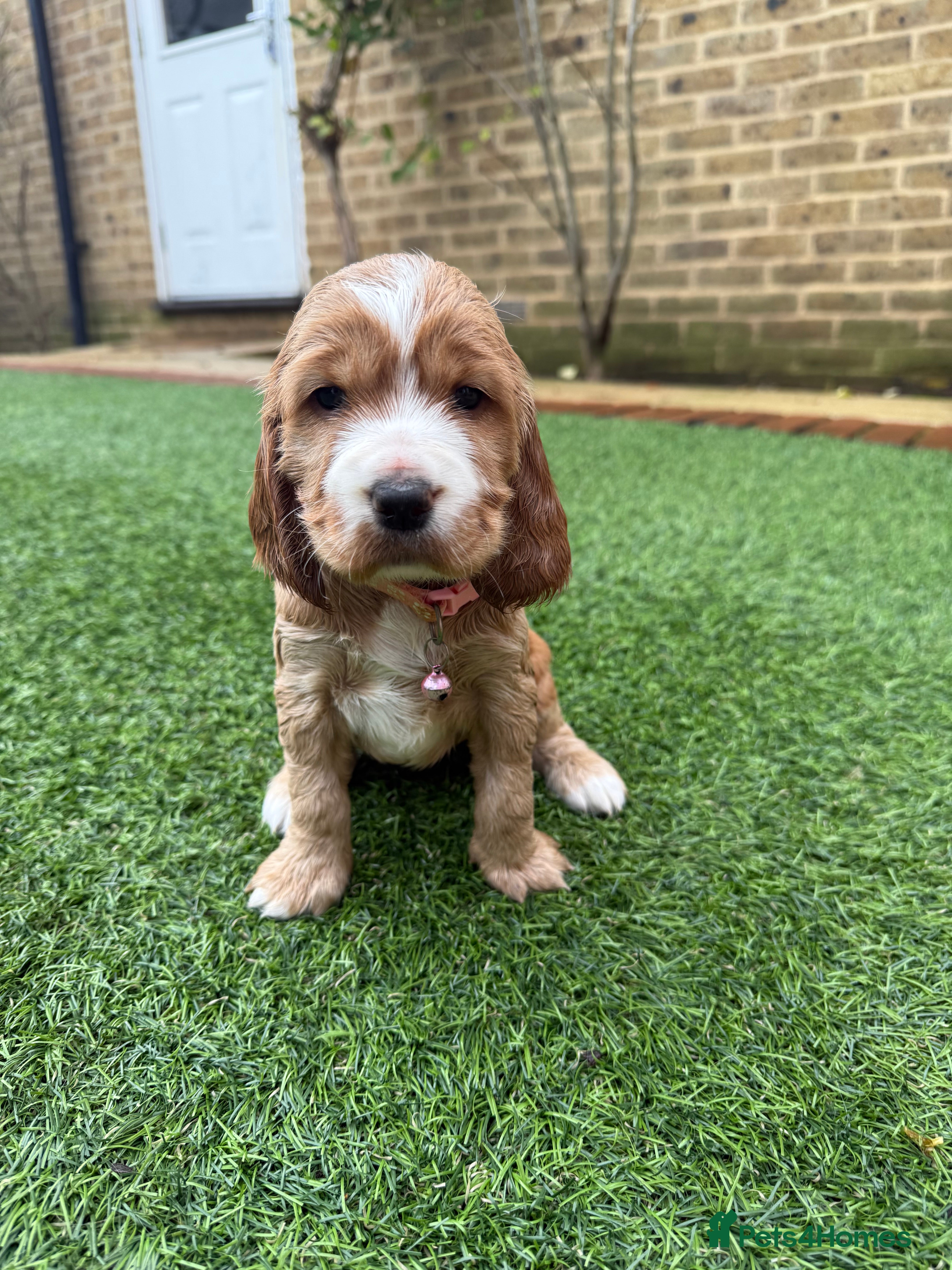Cocker Spaniel dogs Beautiful Gold English cocker spaniels  - Advert 5