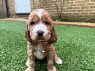 Cocker Spaniel dogs Beautiful Gold English cocker spaniels - Advert 3