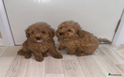 Poochon dogs for sale: Lovely poochon puppy’s for sale - Image 7