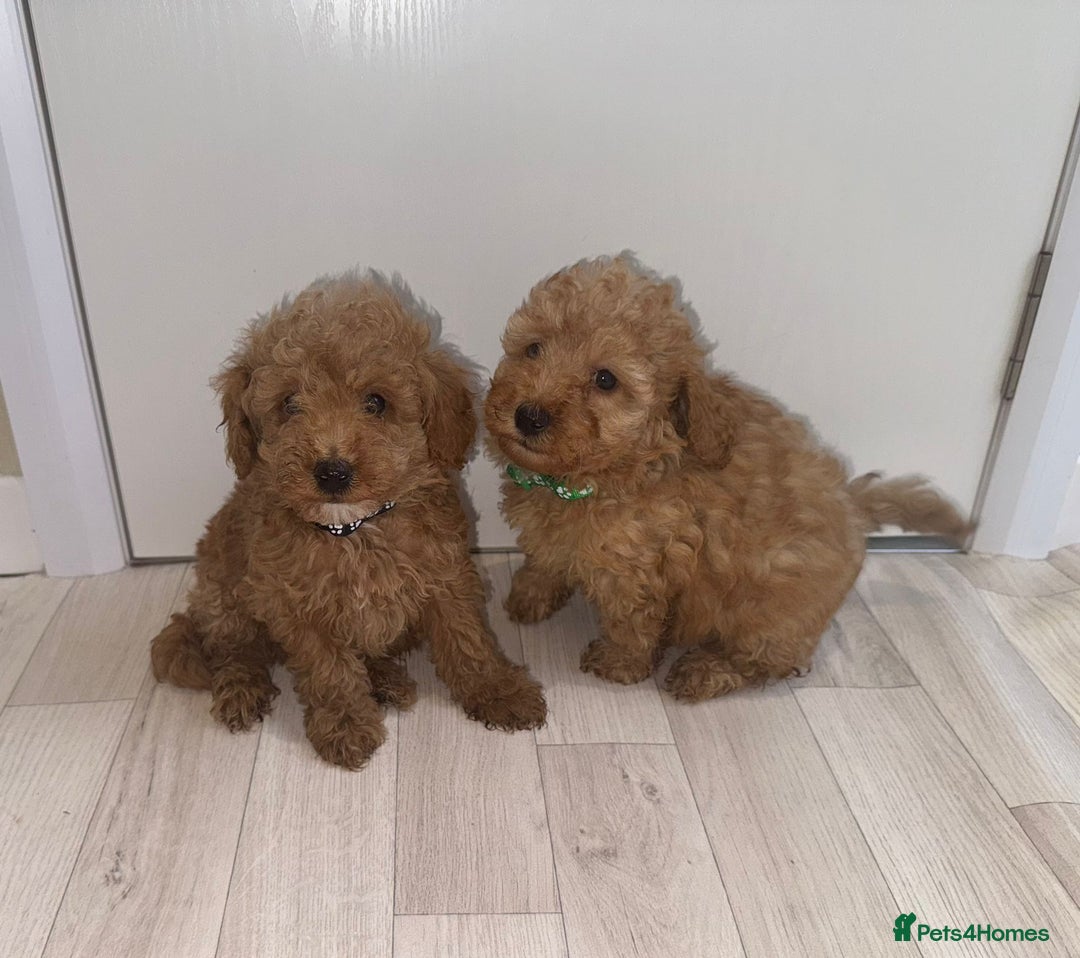 Poochon dogs for sale: Lovely poochon puppy’s for sale - Image 7