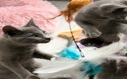 Russian Blue cats for sale: GCCF RUSSIAN BLUE KITTENS  💙🩷🐾 in Manchester - Image 10