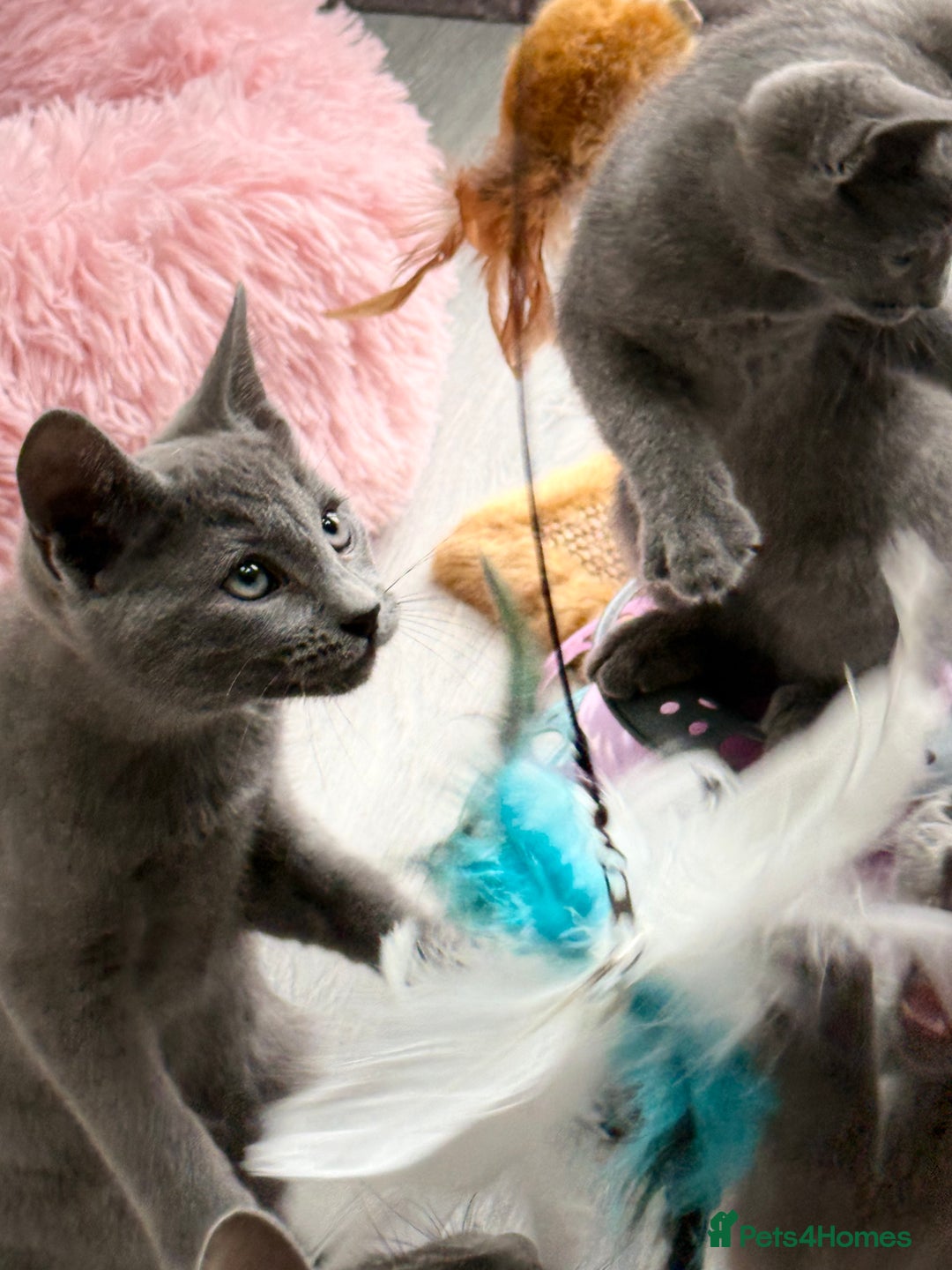 Russian Blue cats for sale: GCCF RUSSIAN BLUE KITTENS  💙🩷🐾 in Manchester - Image 10