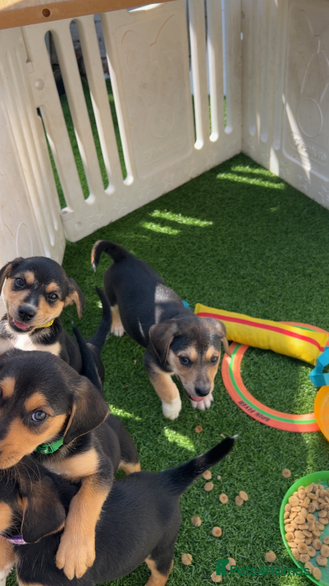 Mixed Breed dogs for sale: Welsh shepherd x beagle mix puppies  in Wigan - Image 15