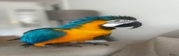 Macaws birds for sale: Family friendly Macaw  - Advert 6