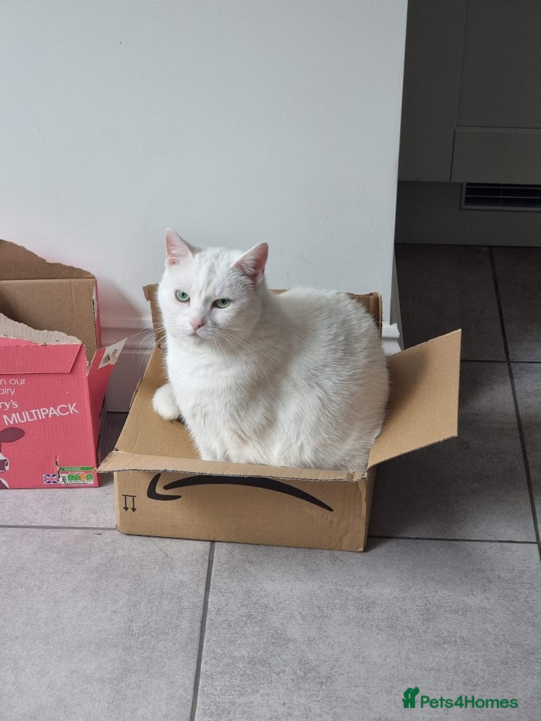 European cats for sale: White the Cat is Looking for a Loving Home - Image 2