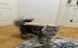 Maine Coon cats for sale: Majestic Purebred Maine Coon Kittens - TICA 🐾 - Advert 7