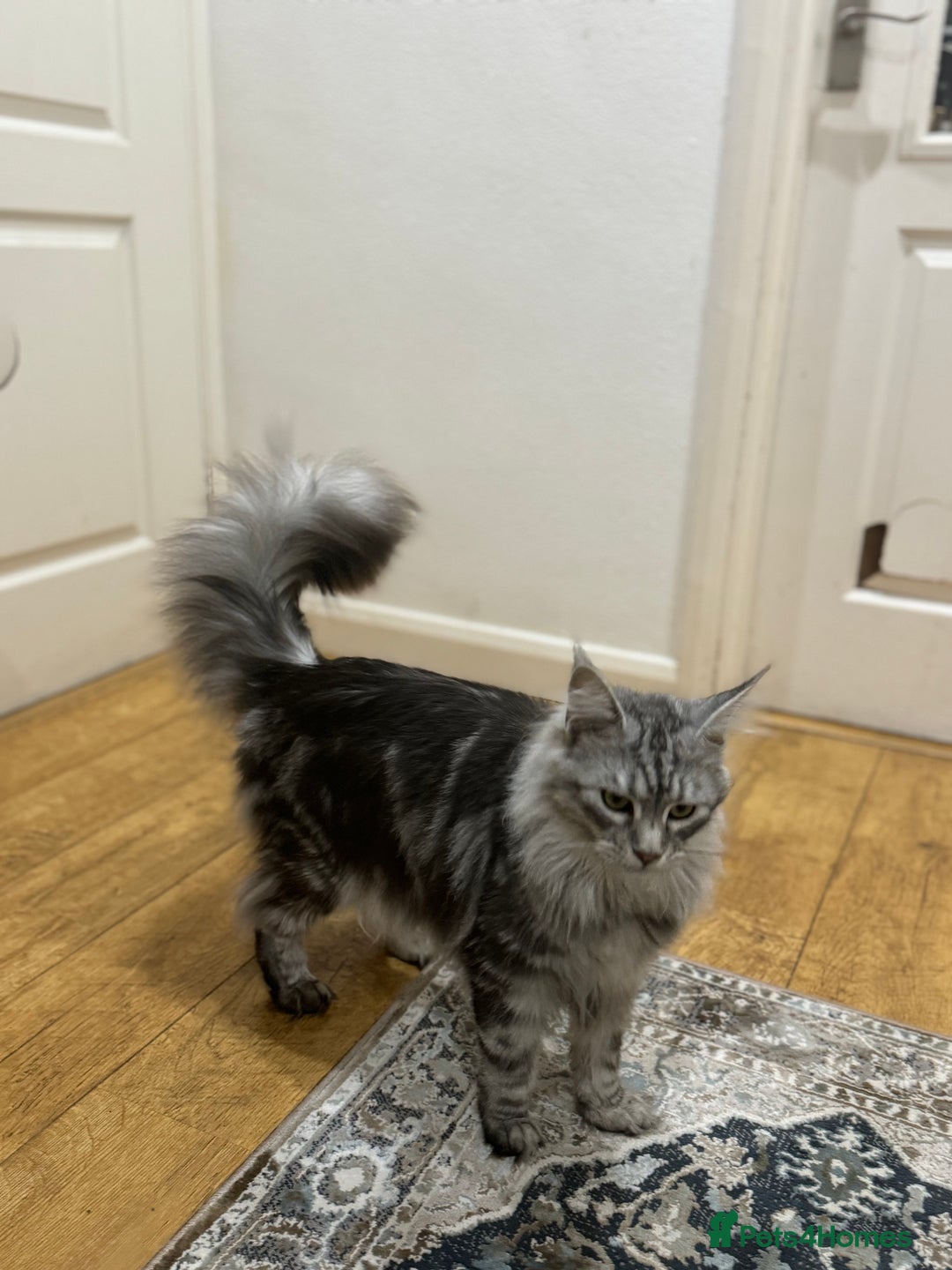 Maine Coon cats for sale: Majestic Purebred Maine Coon Kittens - TICA 🐾 - Advert 7