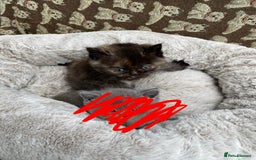 British Shorthair cats for sale: British Shorthair x Ragdoll kittens  - Image 5